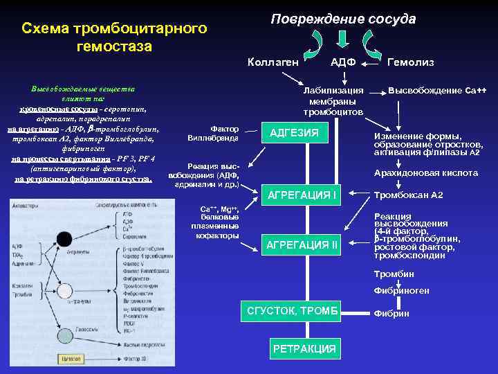 Гемостаз ригевидоном схема