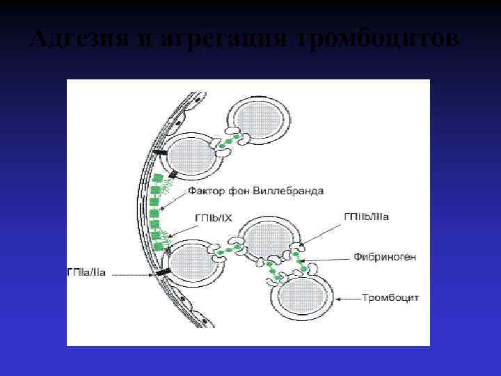 Адгезия и агрегация тромбоцитов 