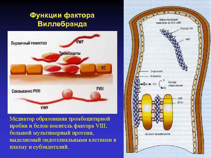 Функции фактора Виллебранда Медиатор образования тромбоцитарной пробки и белок-носитель фактора VIII, большой мультимерный протеин,