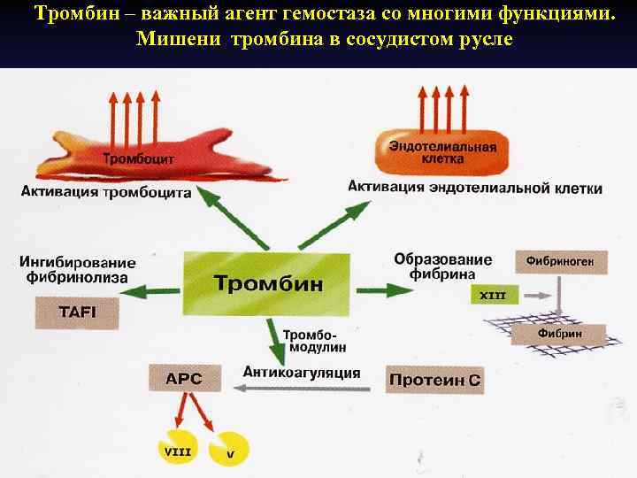 Тромбин. Фибрин тромбин функции. Тромбин структура. Функции тромбина в системе гемостаза. Тромбин форма выпуска.