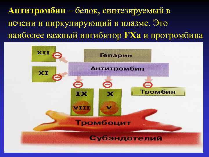 Антитромбин – белок, синтезируемый в печени и циркулирующий в плазме. Это наиболее важный ингибитор