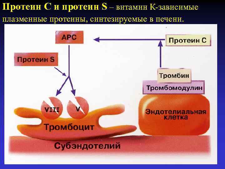 Протеин c и s. Система протеина с биохимия. Схема активации системы протеина с. Механизм действия протеина с. Протеин с гемостаз.