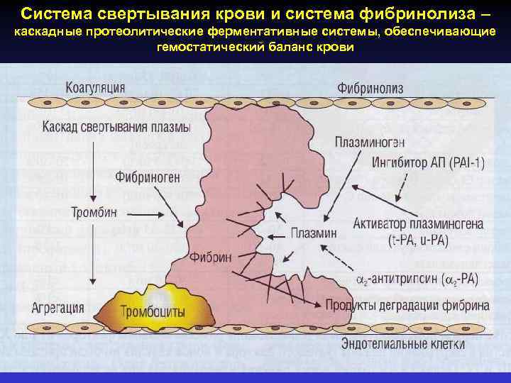 Система свертывания крови и система фибринолиза – каскадные протеолитические ферментативные системы, обеспечивающие гемостатический баланс