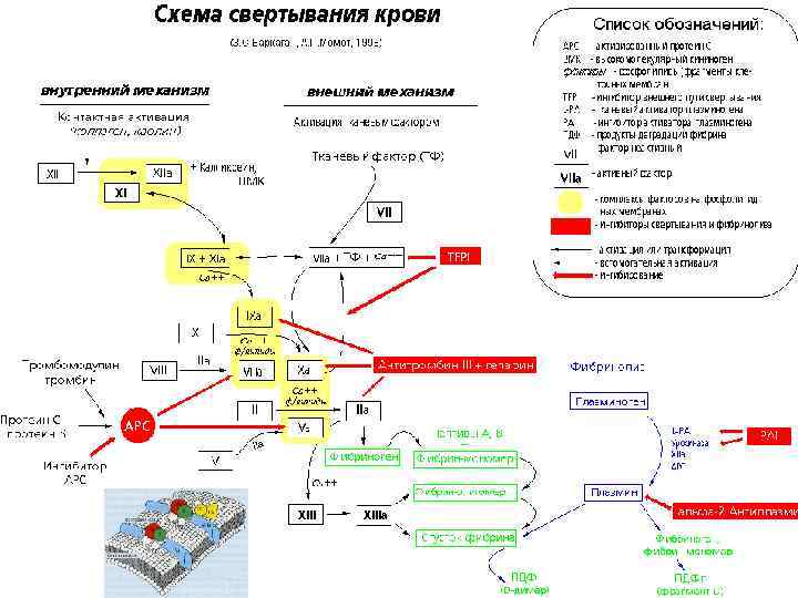 Основные этапы процесса свертывания крови схема