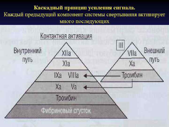 Каскадный принцип усиления сигнала. Каждый предыдущий компонент системы свертывания активирует много последующих 