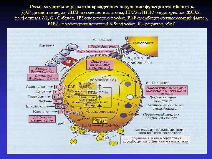 Схема механизмов развития врожденных нарушений функции тромбоцитов. ДАГ-диацилглицерол, ЛЦМ -легкие цепи миозина, ПГС 2