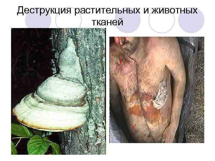Деструкция растительных и животных тканей 
