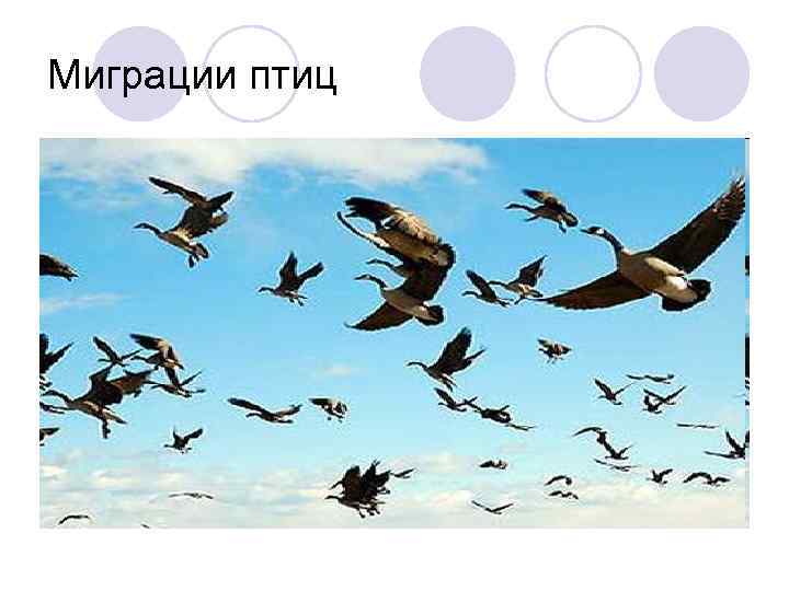 Миграции птиц 