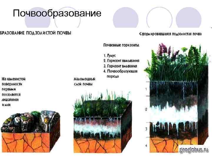 Почвообразование 