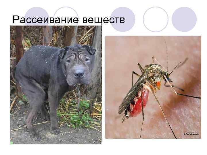 Рассеивание веществ 