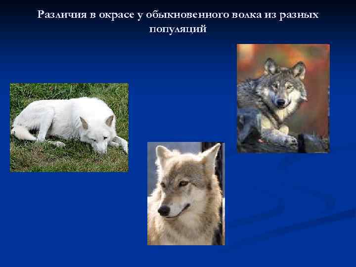 Различия в окрасе у обыкновенного волка из разных популяций 