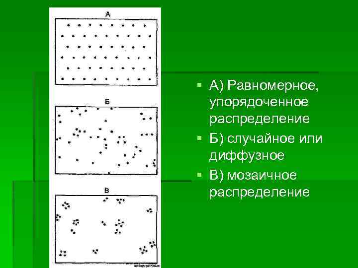 § А) Равномерное, упорядоченное распределение § Б) случайное или диффузное § В) мозаичное распределение