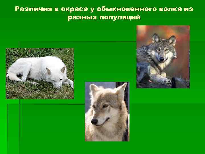 Различия в окрасе у обыкновенного волка из разных популяций 