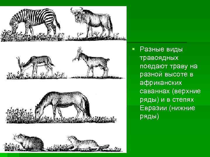 § Разные виды травоядных поедают траву на разной высоте в африканских саваннах (верхние ряды)