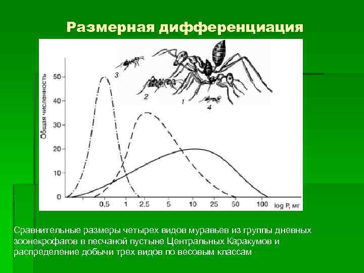 Размерная дифференциация Сравнительные размеры четырех видов муравьев из группы дневных зоонекрофагов в песчаной пустыне