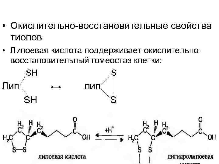  • Окислительно восстановительные свойства тиолов • Липоевая кислота поддерживает окислительно восстановительный гомеостаз клетки: