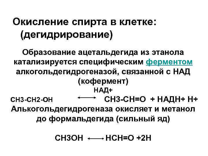 Окисление спирта в клетке: (дегидрирование) Образование ацетальдегида из этанола катализируется специфическим ферментом алкогольдегидрогеназой, связанной