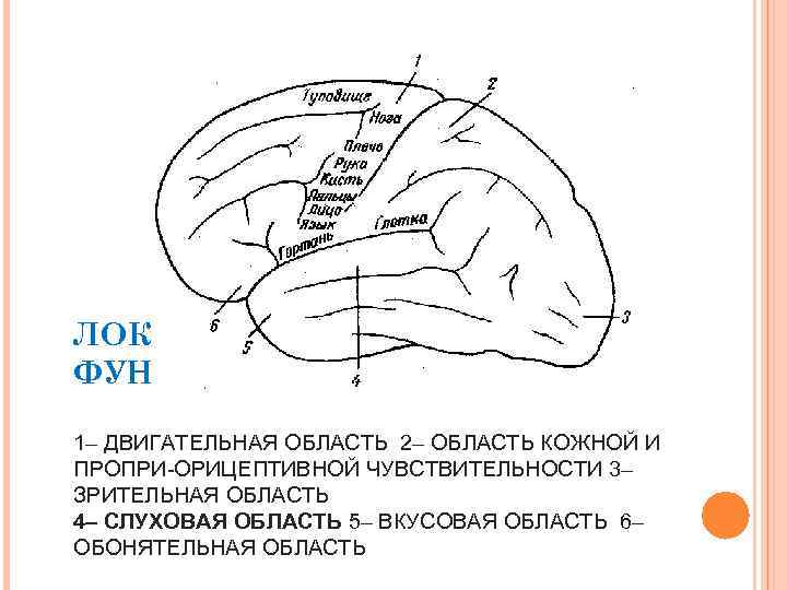 ЛОКАЛИЗАЦИЯ СЛУХОВЫХ ФУНКЦИЙ 1– ДВИГАТЕЛЬНАЯ ОБЛАСТЬ 2– ОБЛАСТЬ КОЖНОЙ И ПРОПРИ-ОРИЦЕПТИВНОЙ ЧУВСТВИТЕЛЬНОСТИ 3– ЗРИТЕЛЬНАЯ