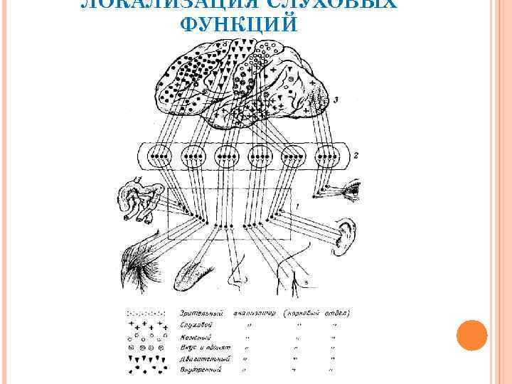 ЛОКАЛИЗАЦИЯ СЛУХОВЫХ ФУНКЦИЙ 