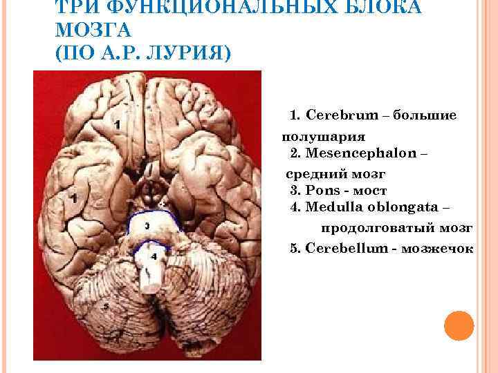 Функциональное взаимодействие основных блоков мозга презентация