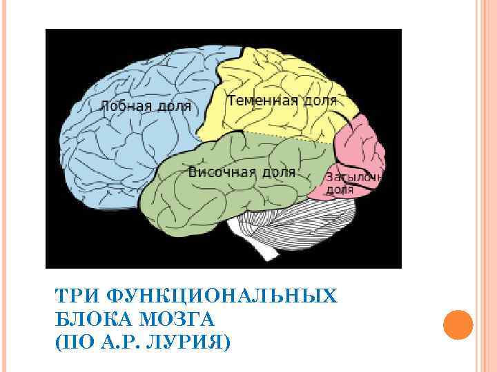 Функциональные блоки лурия. 3 Блок головного мозга по Лурии. Функциональные блоки головного мозга по Лурия. Лурия 3 функциональных блока мозга. Функциональные блоки головного мозга по а.р Лурия.