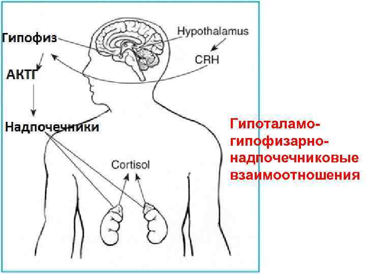 Гипоталамогипофизарнонадпочечниковые взаимоотношения 