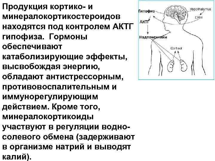 Продукция кортико- и минералокортикостероидов находятся под контролем АКТГ гипофиза. Гормоны обеспечивают катаболизирующие эффекты, высвобождая