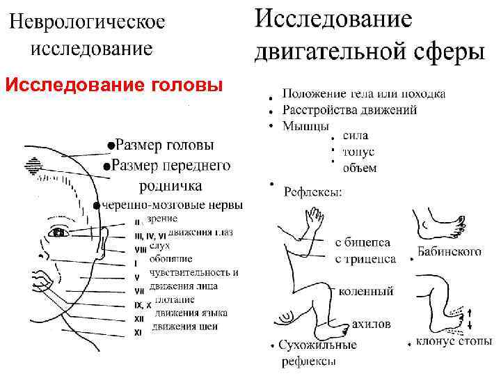 Исследование головы 