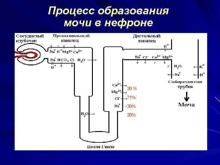 Процесс образования мочи в нефроне 20 % 75% 20% 