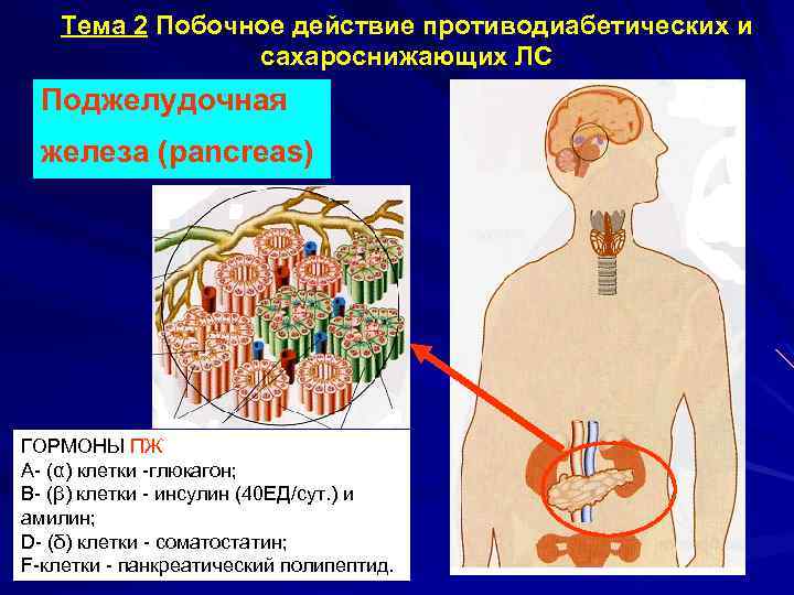 Тема 2 Побочное действие противодиабетических и сахароснижающих ЛС Поджелудочная железа (pancreas) ГОРМОНЫ ПЖ А-