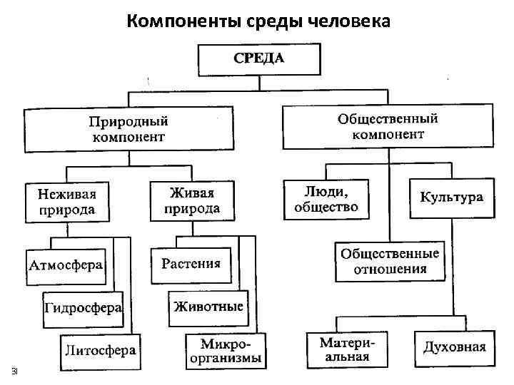 Компоненты среды человека ЗГМУ Севальнев А. И. 12 12 