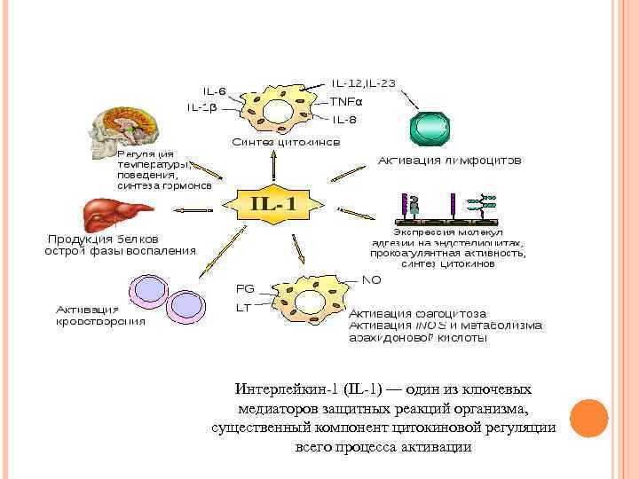 Интерлейкин 1 (IL 1) — один из ключевых медиаторов защитных реакций организма, существенный