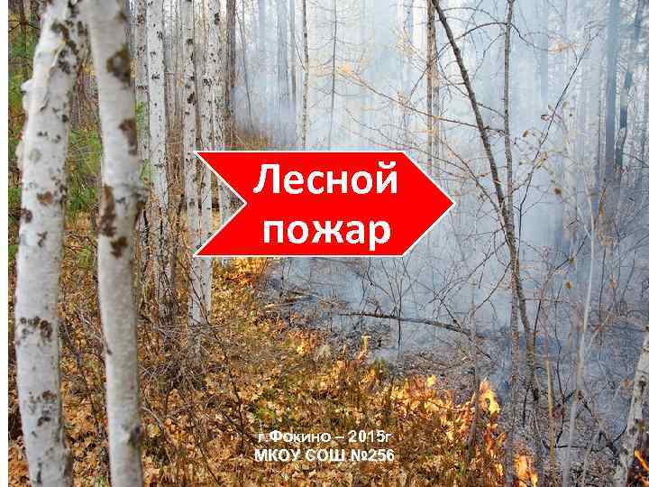 Лесной пожар г. Фокино – 2015 г МКОУ СОШ № 256 