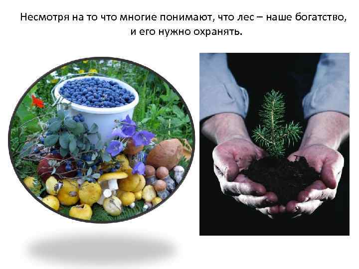  Несмотря на то что многие понимают, что лес – наше богатство, и его