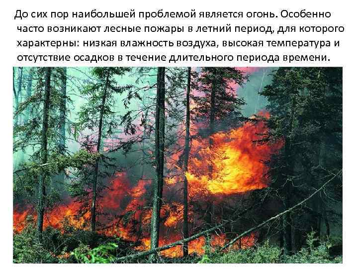  До сих пор наибольшей проблемой является огонь. Особенно часто возникают лесные пожары в