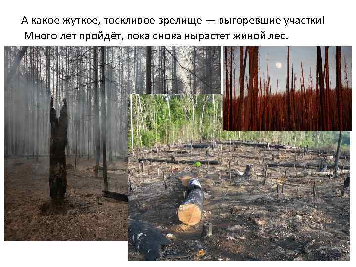  А какое жуткое, тоскливое зрелище — выгоревшие участки! Много лет пройдёт, пока снова