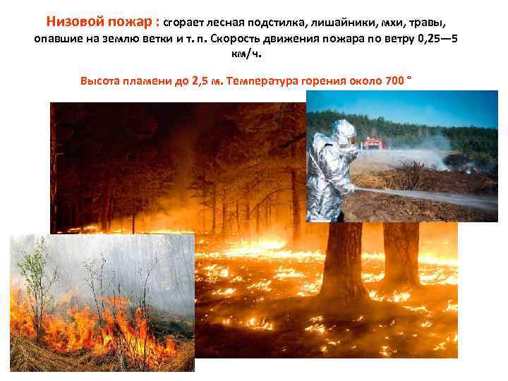 Низовой пожар : сгорает лесная подстилка, лишайники, мхи, травы, опавшие на землю ветки и