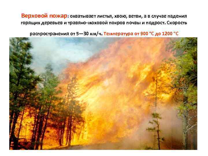 Верховой пожар: охватывает листья, хвою, ветви, а в случае падения горящих деревьев и травяно-моховой
