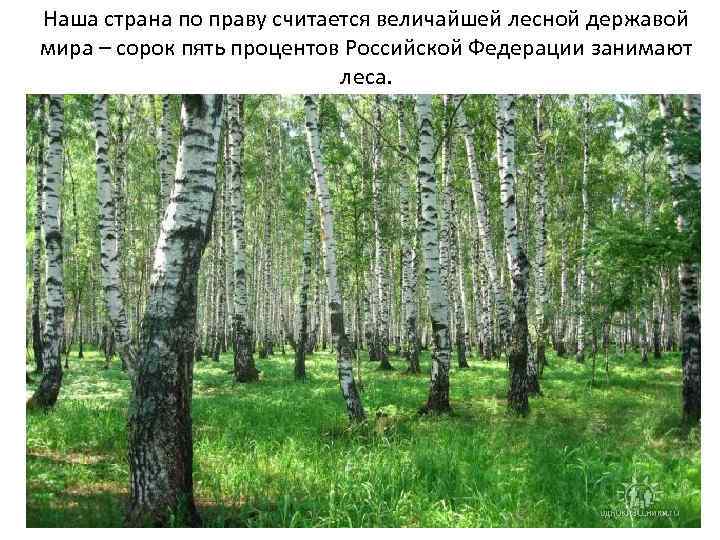  Наша страна по праву считается величайшей лесной державой мира – сорок пять процентов