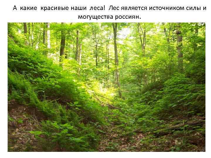  А какие красивые наши леса! Лес является источником силы и могущества россиян. 