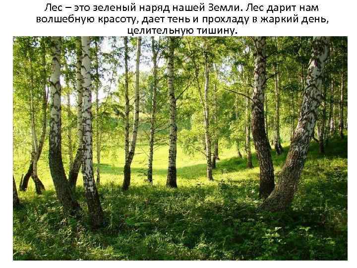  Лес – это зеленый наряд нашей Земли. Лес дарит нам волшебную красоту, дает