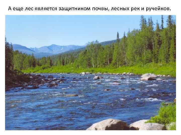  А еще лес является защитником почвы, лесных рек и ручейков. 