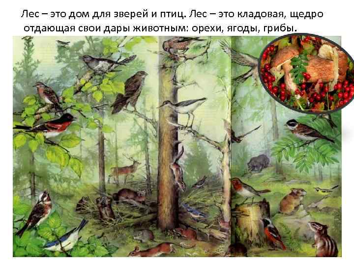  Лес – это дом для зверей и птиц. Лес – это кладовая, щедро