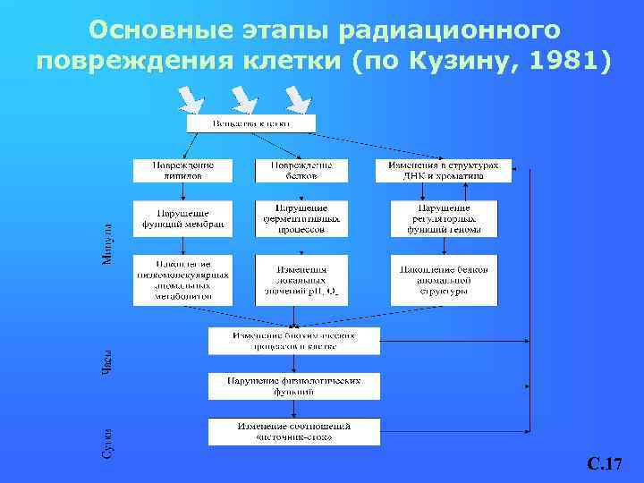 Основные этапы радиационного повреждения клетки (по Кузину, 1981) C. 17 