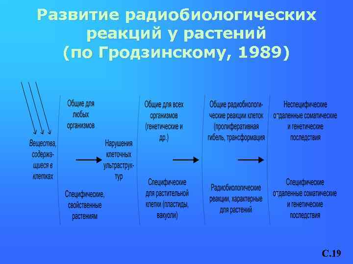 Развитие радиобиологических реакций у растений (по Гродзинскому, 1989) C. 19 