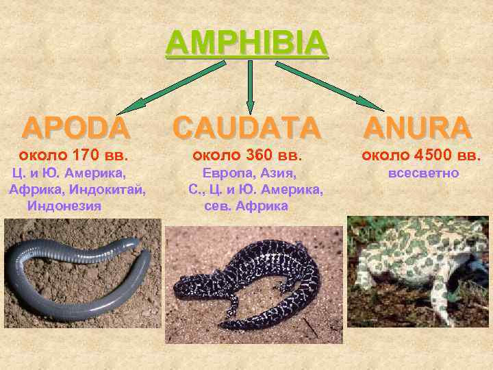 AMPHIBIA APODA CAUDATA ANURA около 170 вв. около 360 вв. около 4500 вв. Ц.