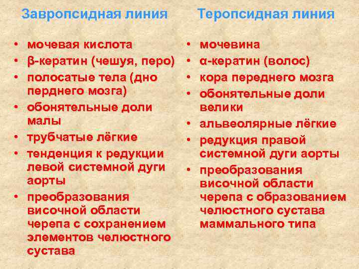 Завропсидная линия • • мочевая кислота β-кератин (чешуя, перо) полосатые тела (дно перднего мозга)