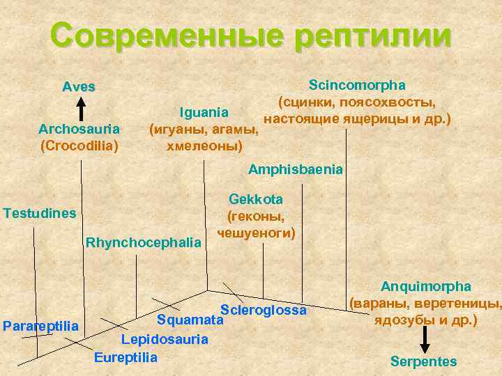 Современные рептилии Aves Archosauria (Crocodilia) Iguania (игуаны, агамы, хмелеоны) Scincomorpha (сцинки, поясохвосты, настоящие ящерицы