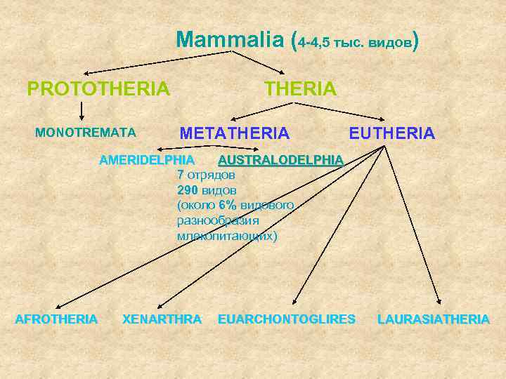 Mammalia (4 -4, 5 тыс. видов) PROTOTHERIA MONOTREMATA THERIA METATHERIA EUTHERIA AMERIDELPHIA AUSTRALODELPHIA 7