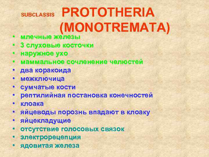 SUBCLASSIS • • • • PROTOTHERIA (MONOTREMATA) млечные железы 3 слуховые косточки наружное ухо